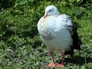 Andean Goose (WWT Slimbridge May 2013) - pic by Nigel Key